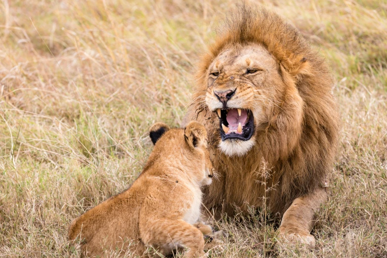 a couple of lions laying on top of a dry grass field, pexels contest winner, renaissance, shouting, father with child, very kenyan, slide show