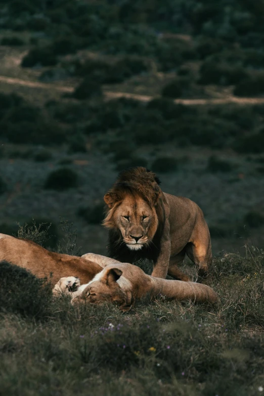 the two large lions are laying in the grass