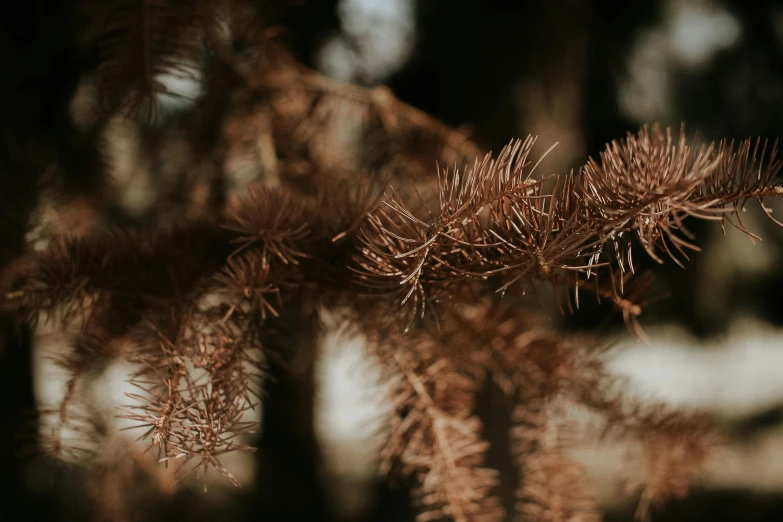 there is a brown plant with lots of tiny leaves