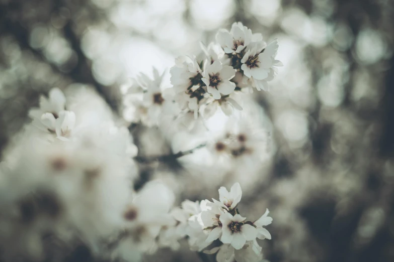 a bunch of white flowers sitting on top of a tree, inspired by Elsa Bleda, trending on unsplash, vintage photo, background image