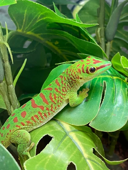a lizard sitting on top of a green leaf, next to a plant