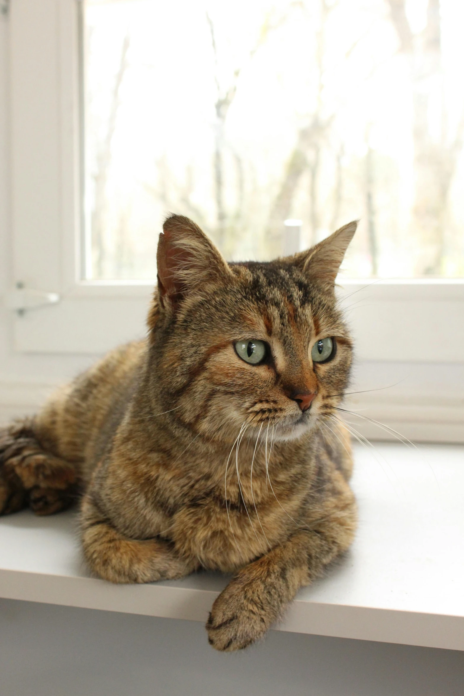 a cat sitting on top of a window sill, lovingly looking at camera, profile image