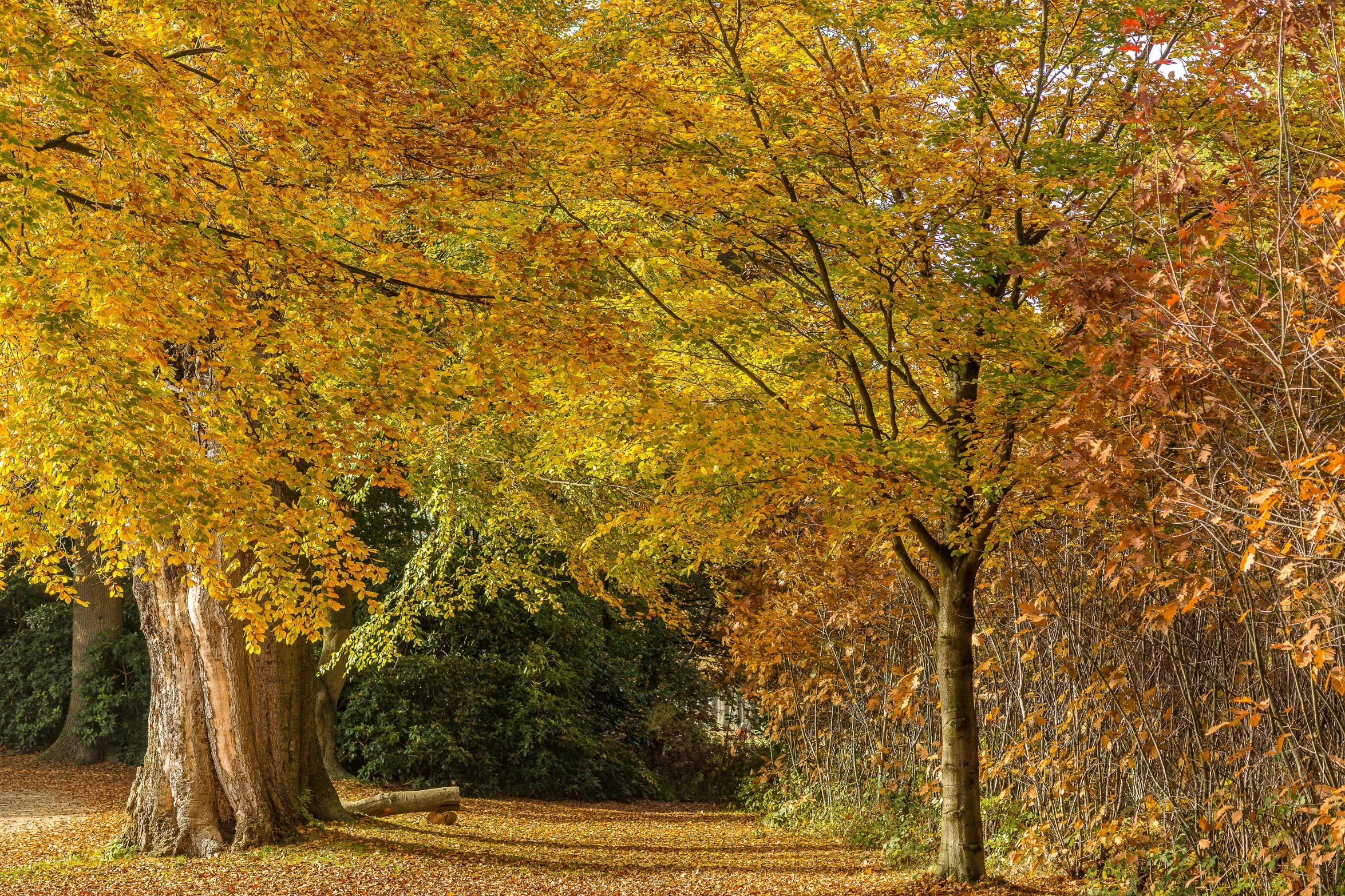 a couple of trees that are standing in the grass, by Julian Allen, pexels, gold leaves, lying on the woods path, thumbnail, 3 colour