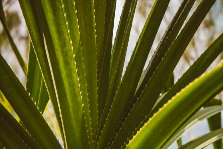 a close up of a plant with green leaves, by Carey Morris, unsplash, huge spines, serrated point, panels, palms