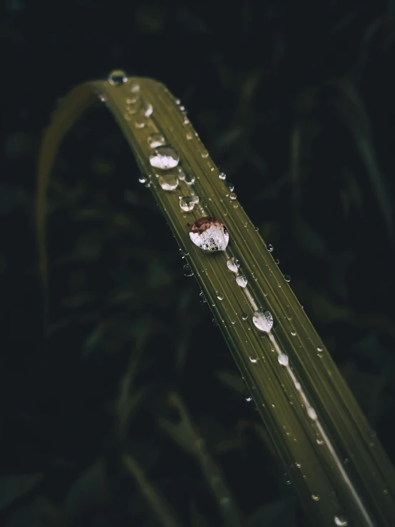 a blade of grass with water droplets on it, inspired by Elsa Bleda, unsplash contest winner, renaissance, ☁🌪🌙👩🏾, fungal growth, ignant, rain sensor