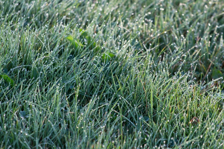 a red fire hydrant sitting on top of a lush green field, inspired by Arthur Burdett Frost, ice needles, f / 1. 9 6. 8 1 mm iso 4 0, light grey mist, morning detail