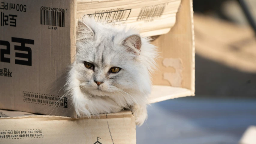 a white cat sitting on top of a cardboard box, by Niko Henrichon, pexels contest winner, silver haired, stacked, persian cat, warm sunshine