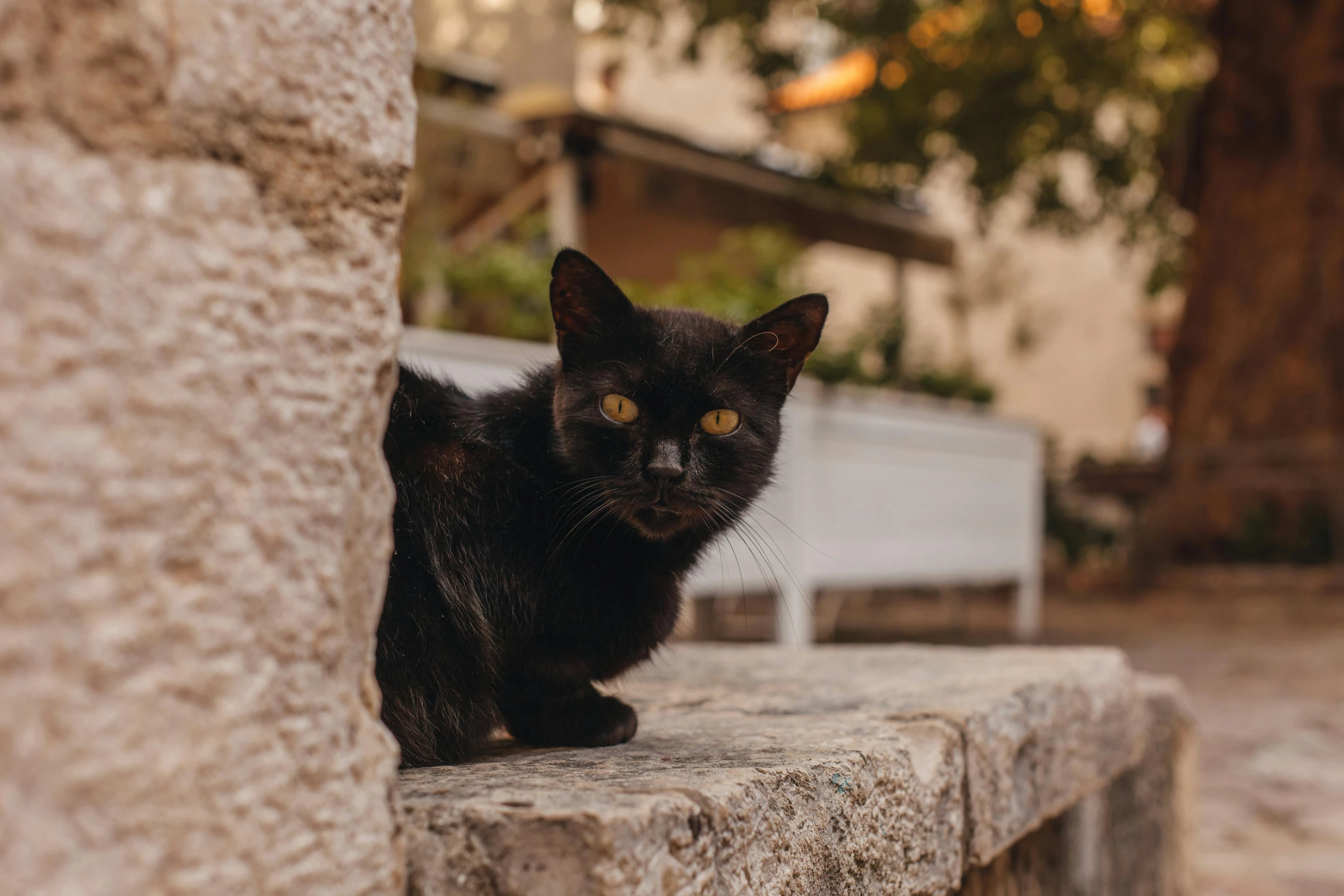 a black cat sitting on top of a stone bench, by Emma Andijewska, pexels contest winner, looking at the camera, hiding in the rooftops, avatar image, pet animal