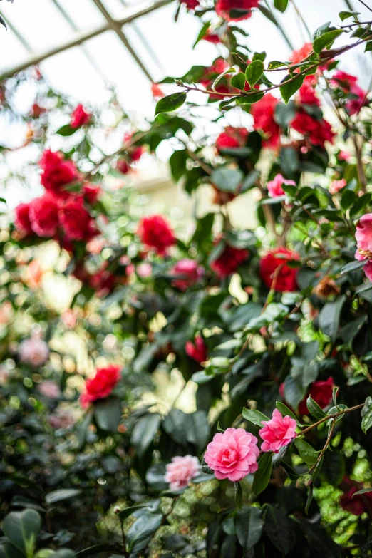 a greenhouse filled with lots of red and pink flowers, inspired by Miyagawa Chōshun, unsplash, romanticism, photo of a rose, manuka, lush gardens hanging, richly textured