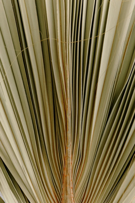 a close up view of a palm leaf, an album cover, by David Simpson, renaissance, folds of fabric, vertical lines, ocher details, cabbage trees