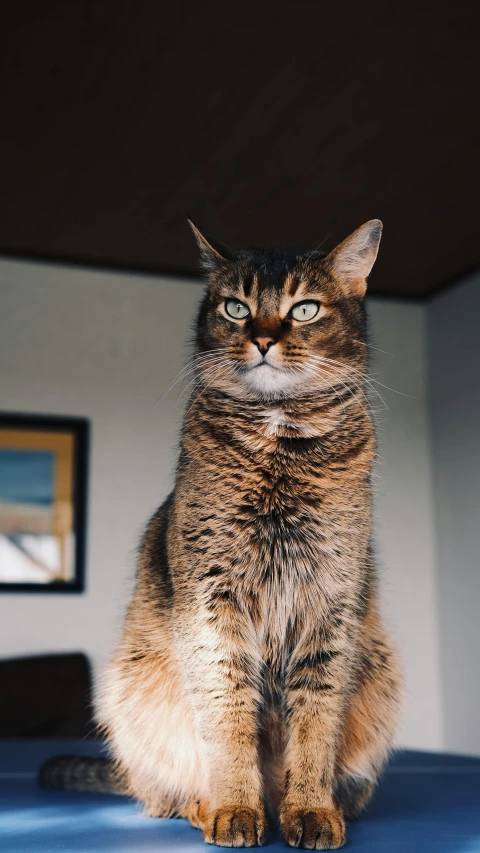 a cat sitting on top of a blue table, unsplash, domestic caracal, sitting across the room, looking upwards, large)}]