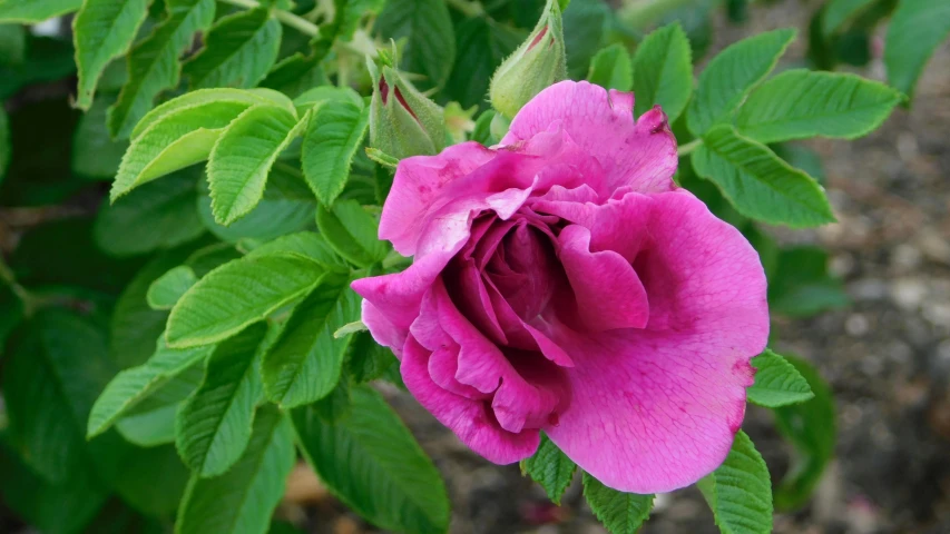 a pink flower blooming through a large leafy plant