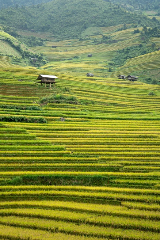 a field with a house in the middle of it, by Daren Bader, vietnam, lush valley, ap, square