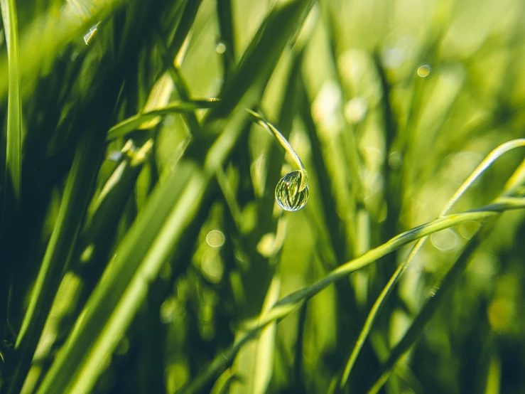 a drop of water sitting on top of a blade of grass, unsplash, avatar image, chillhop, ignant, lush green meadow