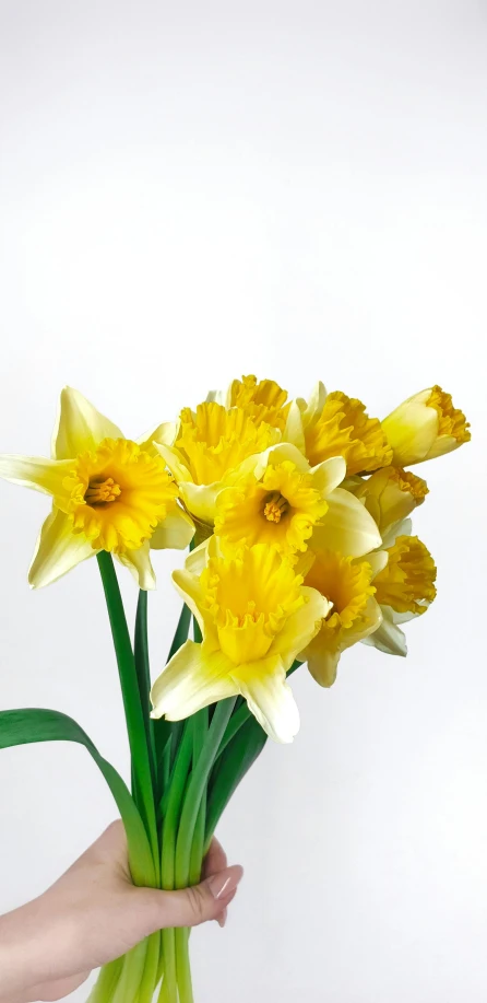 a person holding a bunch of yellow flowers, a digital rendering, by Pamela Drew, pexels, hurufiyya, daffodils, high key, shiny crisp finish, instagram post