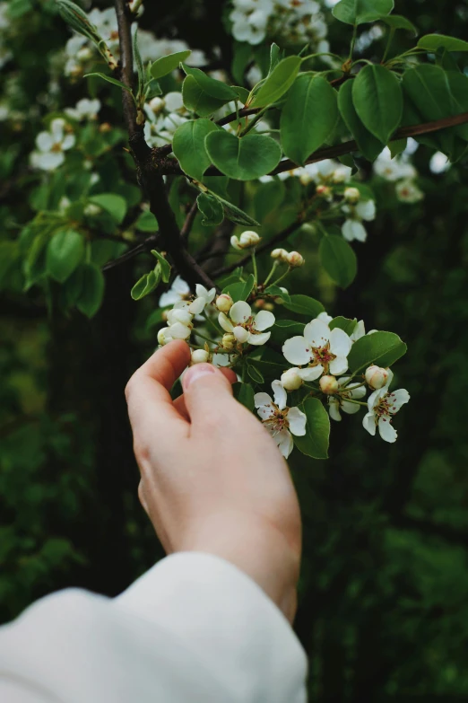 a person holding a white flower in their hand, an album cover, inspired by Elsa Bleda, trending on unsplash, fruit trees, 🐿🍸🍋, branches, edible flowers