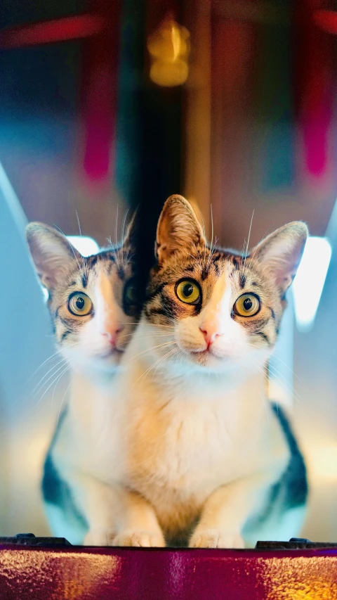 a couple of cats sitting on top of a table, an album cover, by Julia Pishtar, unsplash, two identical symmetrical eyes, mirrored, catwalk, closeup shot