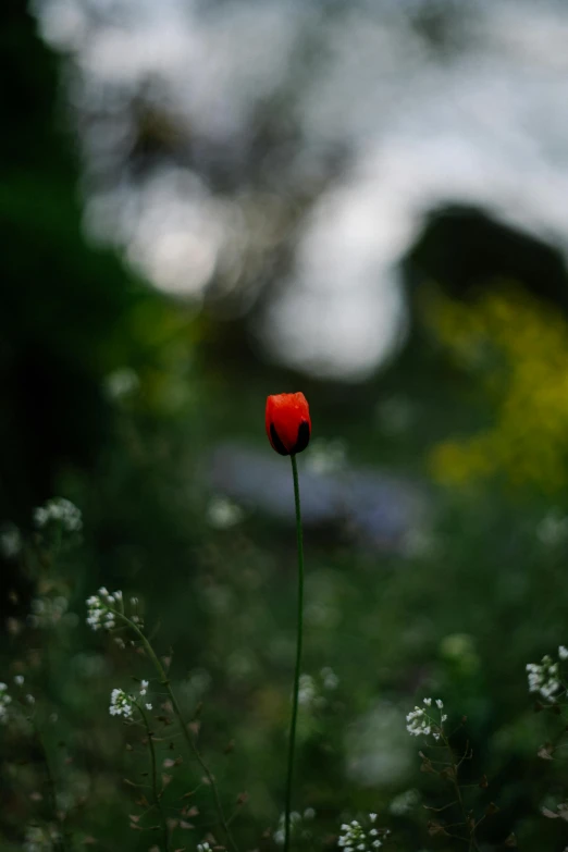 a single red flower sitting on top of a lush green field, a picture, unsplash, romanticism, paul barson, botanic garden, dim lit, small