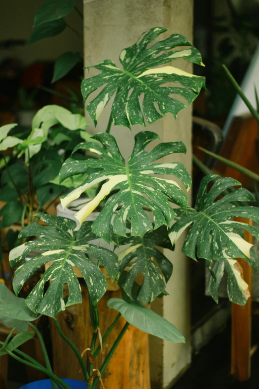 a close up of a plant in a pot, speckled, large leaves, yellowed, large tall