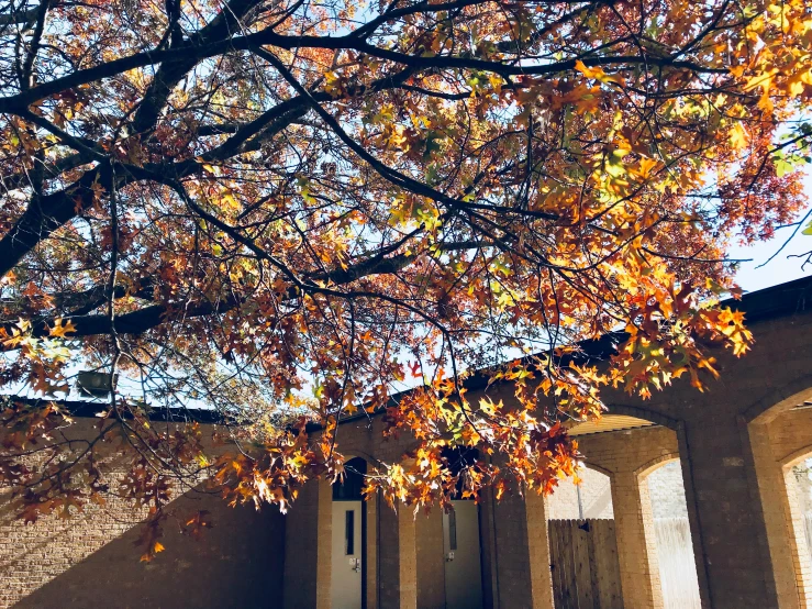 a bench under a tree in front of a building, by Carey Morris, unsplash, visual art, rammed earth courtyard, orange and brown leaves for hair, pictured from the shoulders up, archway