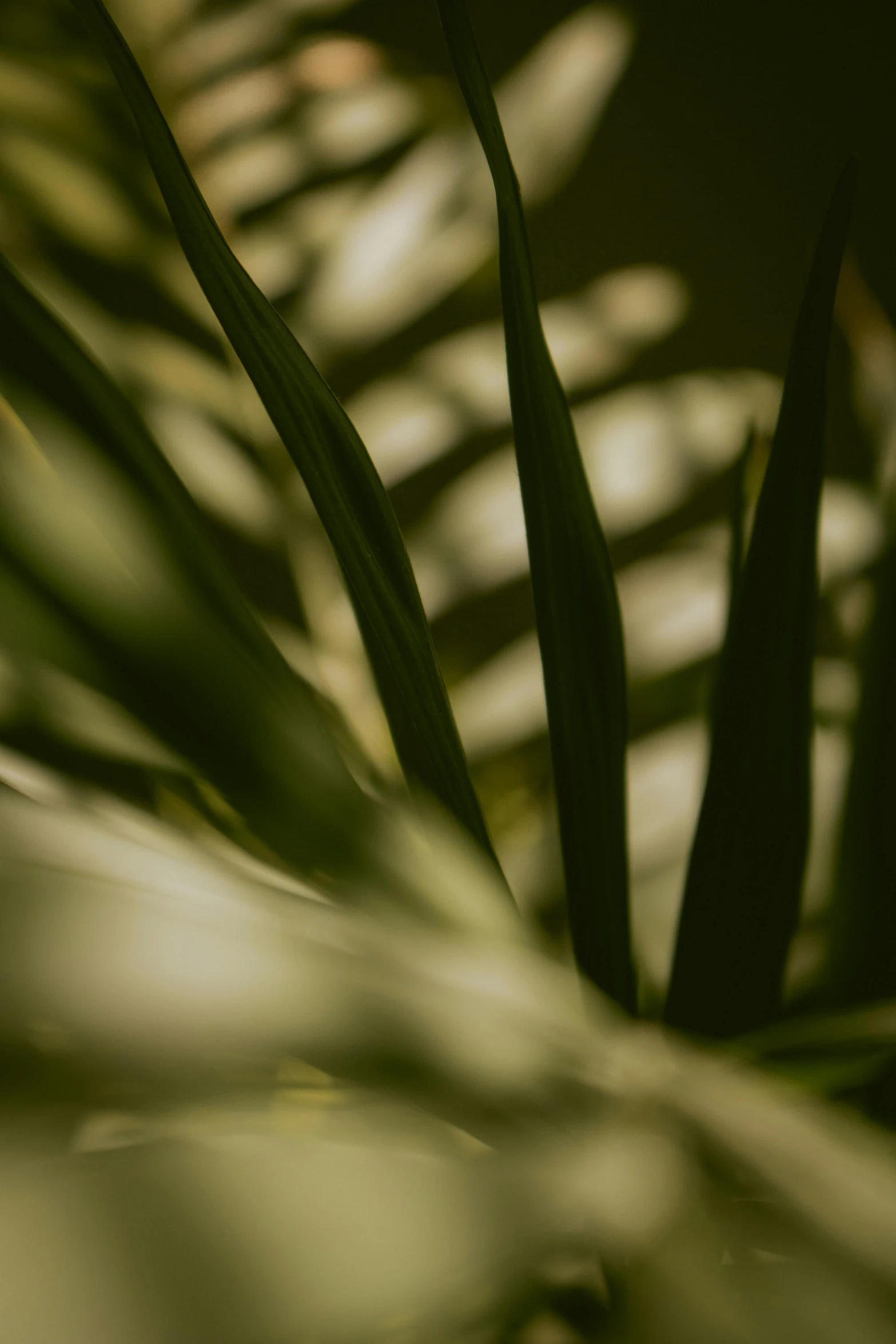 a close up of a plant with green leaves, unsplash, tonalism, multiple stories, soft light - n 9