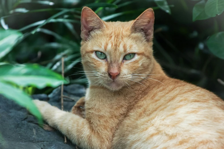 a close up of a cat laying on a rock, a portrait, unsplash, renaissance, cinnamon skin color, sitting in the garden, a green, getty images