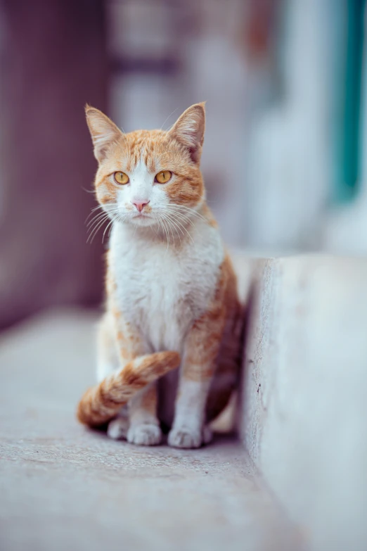 an orange and white cat sitting on the side of a building, stares at the camera, looking smart