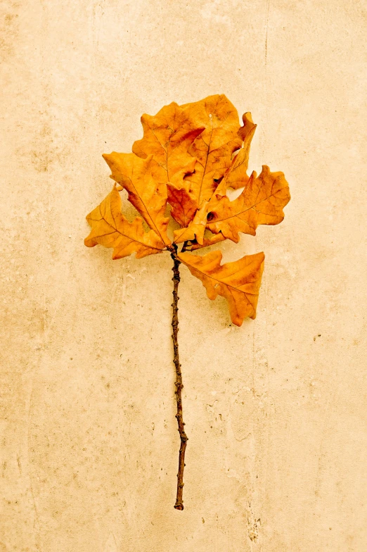 a close up of a leaf on a wall, an album cover, inspired by Andy Goldsworthy, unsplash, autumn colour oak trees, dead flowers, profile image, devastated