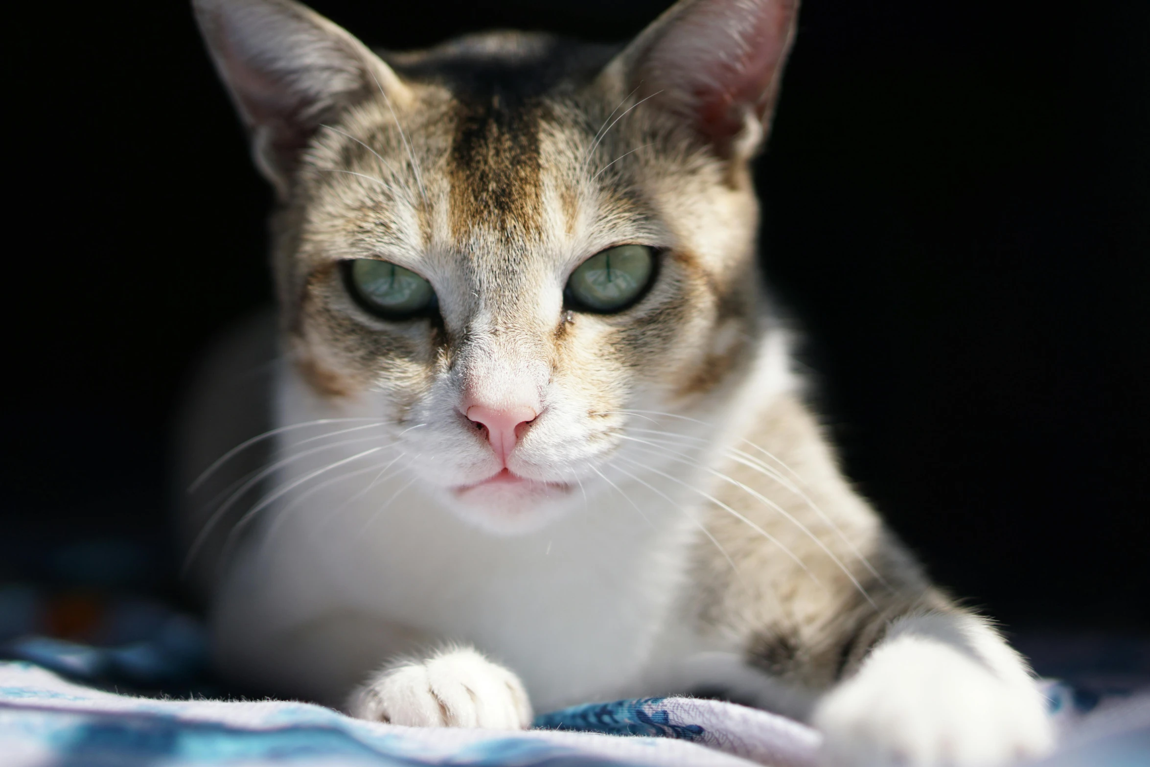 a close up of a cat laying on a blanket, a portrait, unsplash, pouting, confident shaded eyes, mid shot photo, multicoloured