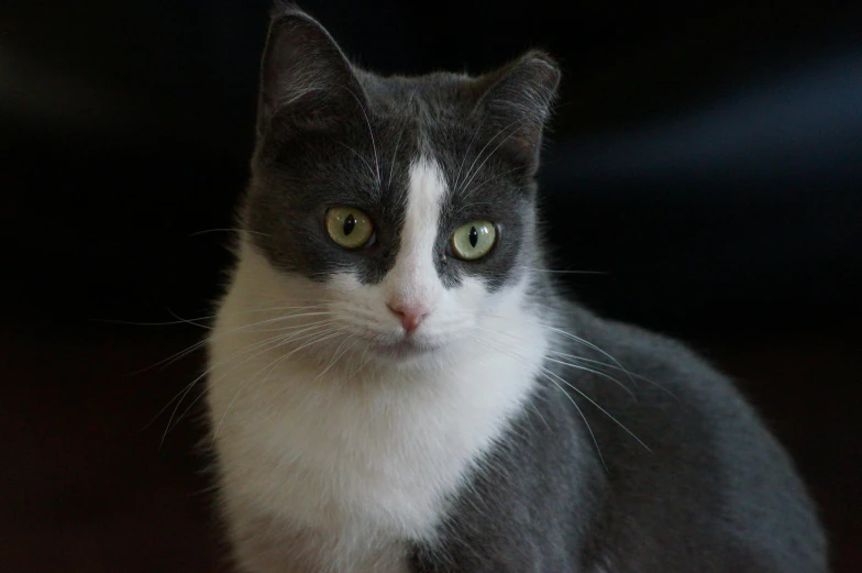 a black and white cat sitting on top of a table, short light grey whiskers, lachlan bailey, close up portrait photo, heterochromia