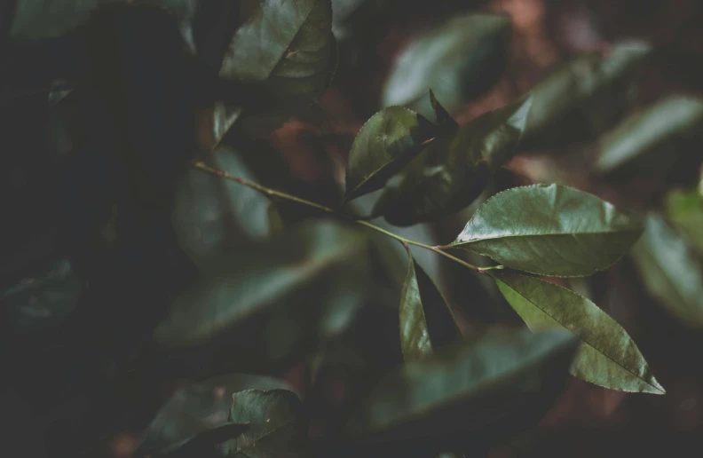 a close up of a leaf on a tree, trending on pexels, dark green, with soft bushes, background image, lo-fi