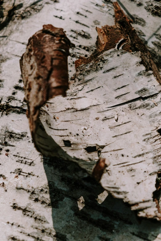 a close up of the bark of a birch tree, an album cover, trending on pexels, grey, environmental, flattened, cinematic still