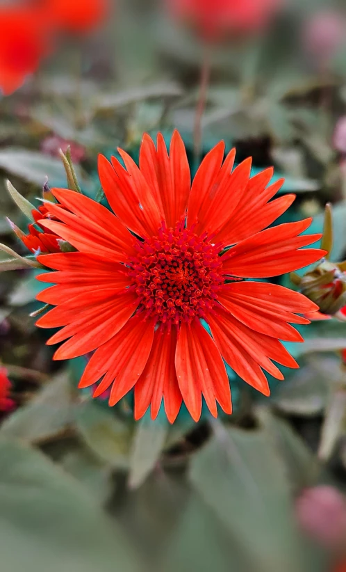 a red flower sitting on top of a lush green field, vibrant but dreary orange, stella alpina flower, award - winning, is a stunning