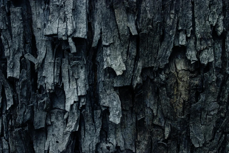 a close up of the bark of a tree, an album cover, by Adam Marczyński, pexels contest winner, dark grey, high resolution coal texture, tooth wu : : quixel megascans, blue toned