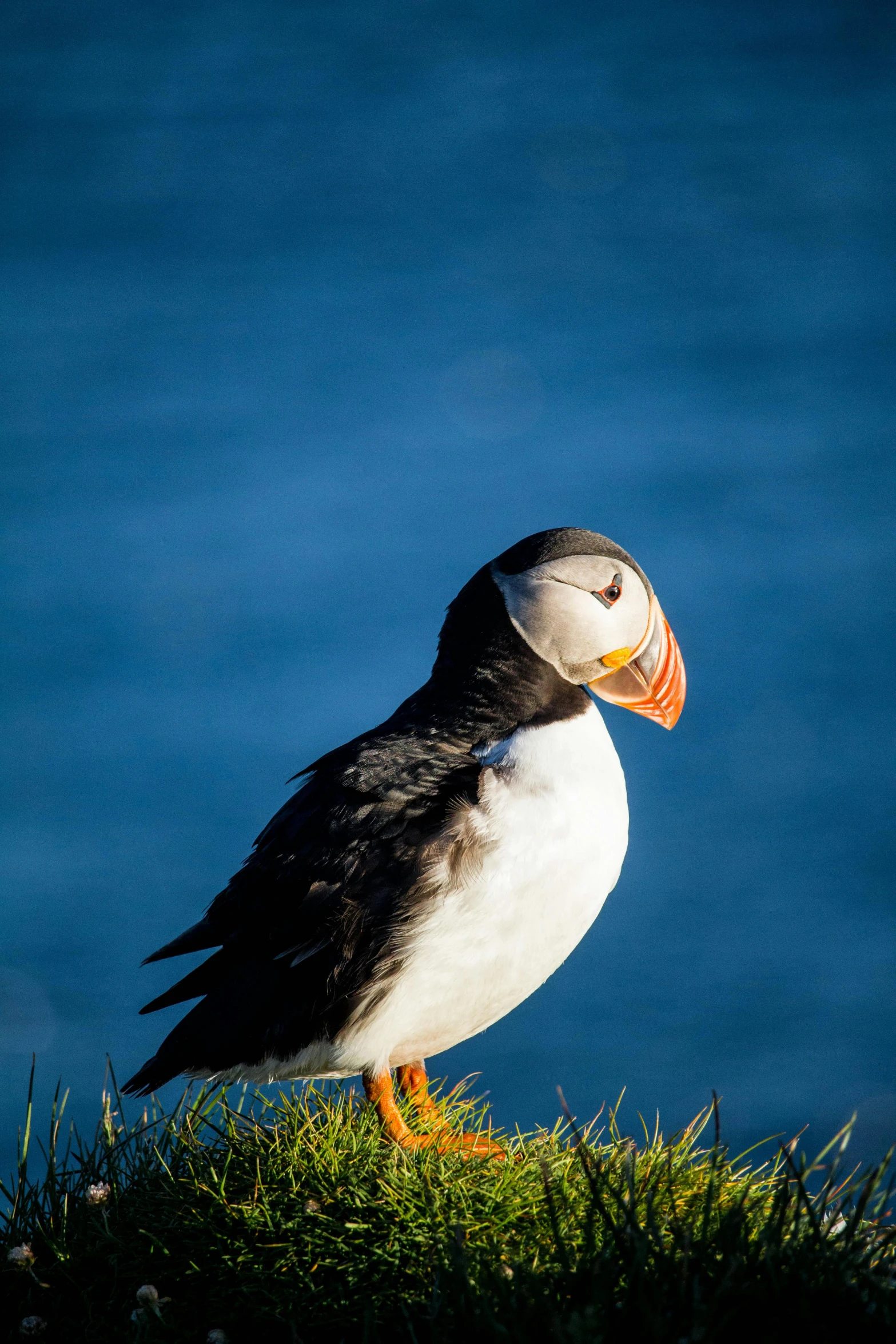 a bird that is standing on some grass, a portrait, pexels contest winner, atlantic puffin, sun drenched, print, faroe