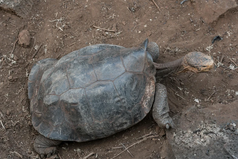a large turtle laying on top of a dirt field, pexels contest winner, hurufiyya, grey skinned, samburu, high polygon, black