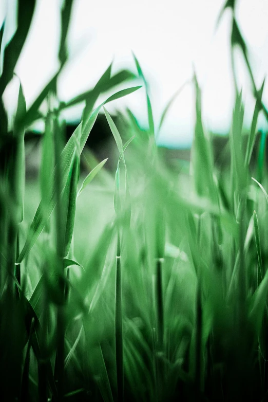 a close up of a field of grass, by Thomas Häfner, green tint, saturated colorized, corn, twisting leaves