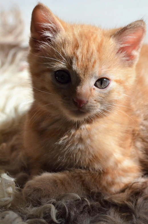 a small orange kitten laying on top of a pile of fur, soft gaze, holding it out to the camera, gif, shot on sony a 7