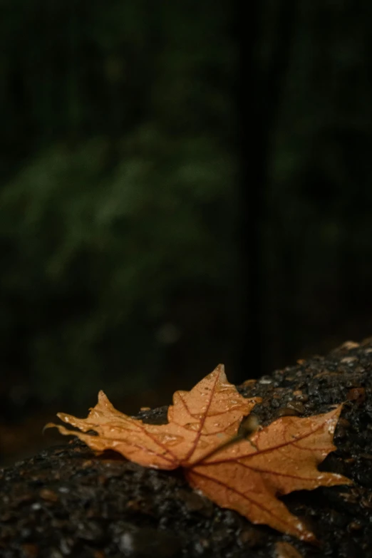 a close up of a leaf on a rock, a picture, unsplash contest winner, in a dark forest low light, today\'s featured photograph 4k, ignant, a wooden