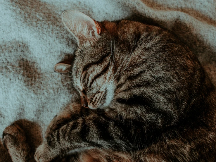 a close up of a cat sleeping on a blanket, by Matija Jama, pexels contest winner, gif, hugging, mixed animal, highly polished