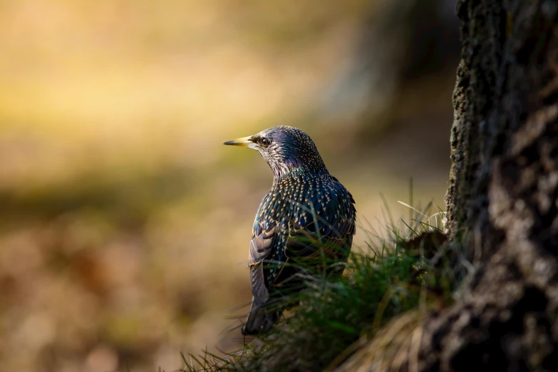 a bird sitting on the ground next to a tree, by Jan Tengnagel, pexels contest winner, sunbathed skin, hunting, bokeh photography, upscaled to high resolution