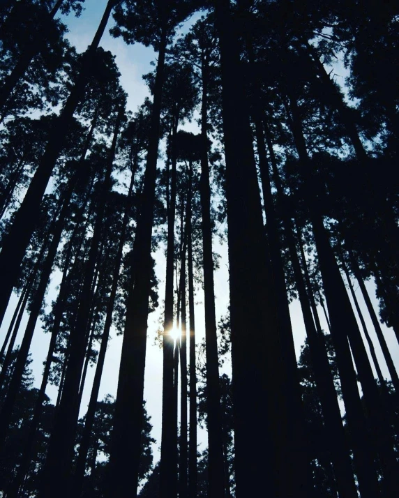 the sun shines through the trees in the forest, an album cover, by Morgan Russell, unsplash, sumatraism, ryoji, black fir, ((trees)), taken on a 1990s camera
