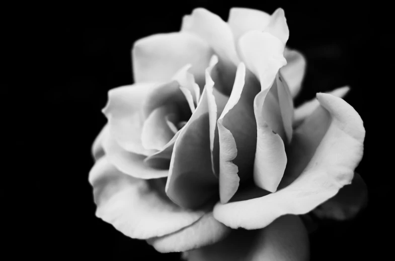 a black and white photo of a rose, a black and white photo, inspired by Robert Mapplethorpe, pexels, art photography, fine art print, low detailed, shallow depth, flower