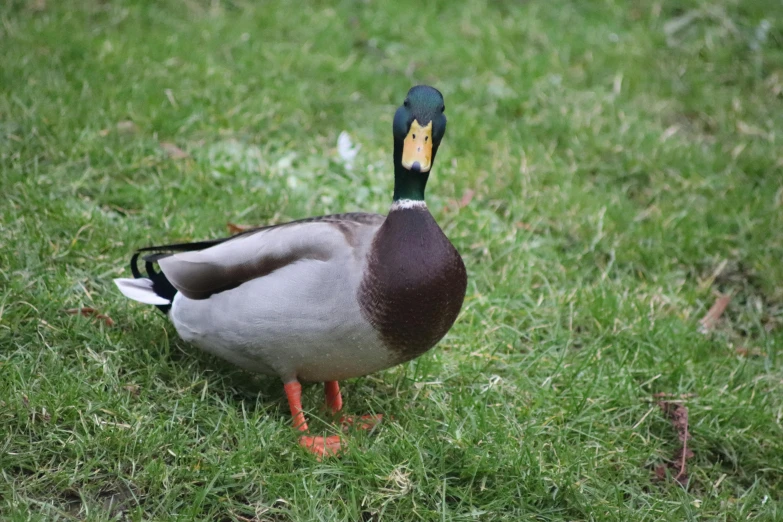 a single duck standing in some green grass