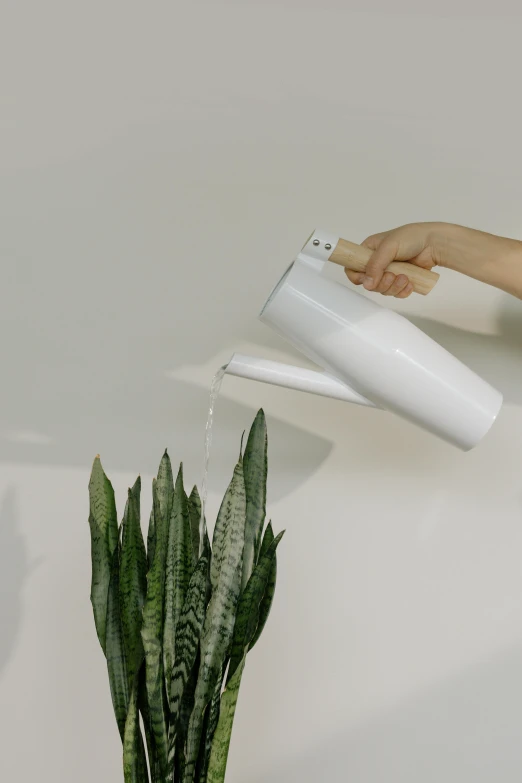 the person is watering soing off of a large potted plant