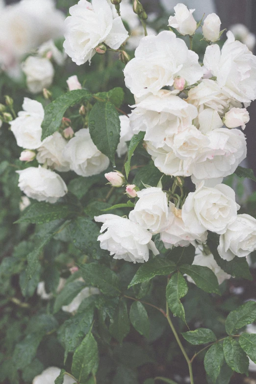 some white roses growing in a bush in the rain