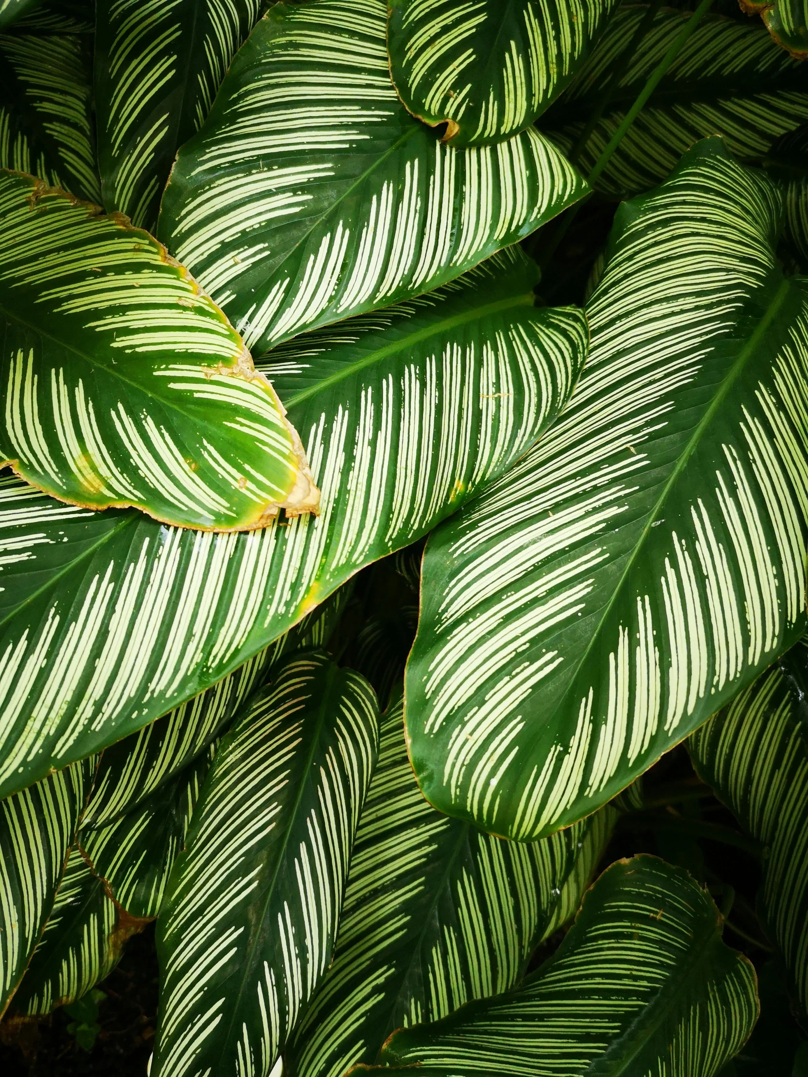 a close up of a green and white plant