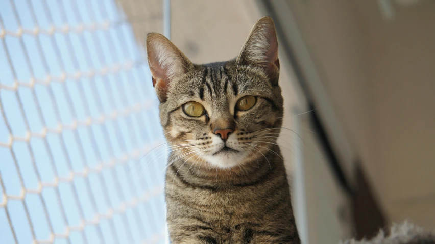 a cat sitting on top of a bed next to a window, avatar image, looking up at the camera, whiskers hq, in the sun