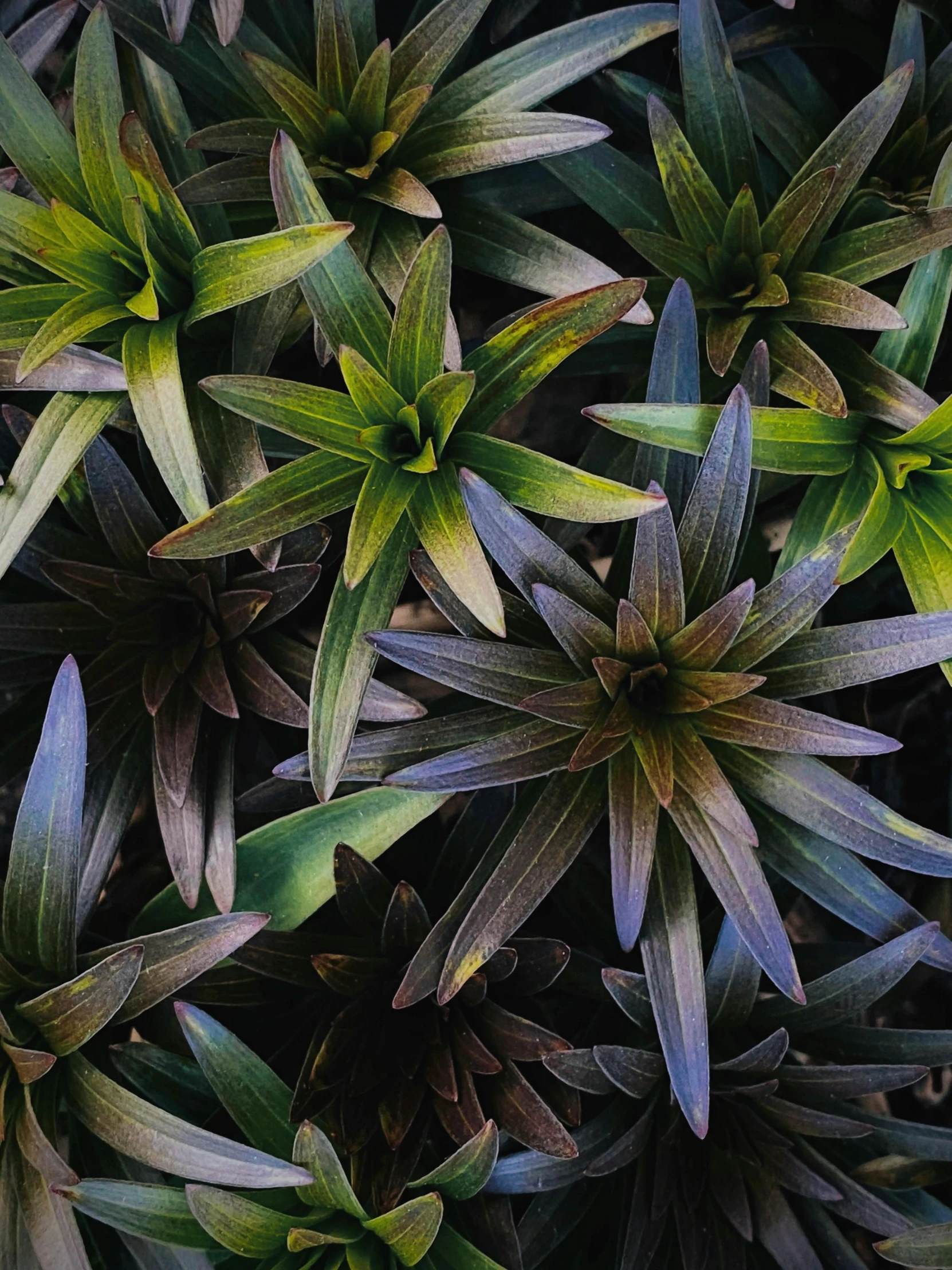 a group of green and purple plants next to each other, trending on unsplash, bromeliads, birdseye view, profile image, mediumslateblue flowers