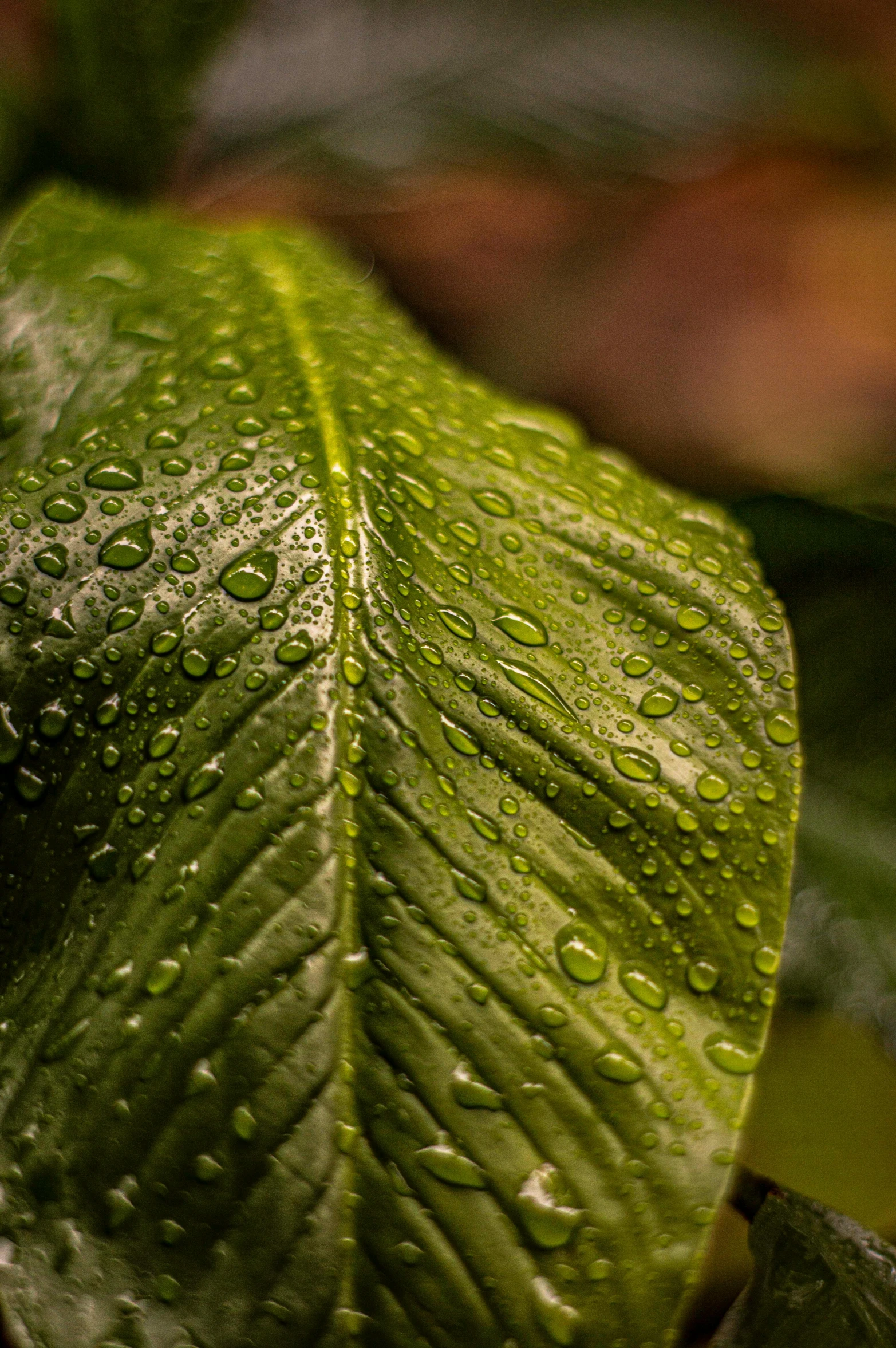 a green leaf with water droplets on it, a macro photograph, unsplash, photorealism, paul barson, humid, color ( sony a 7 r iv, wet lush jungle landscape